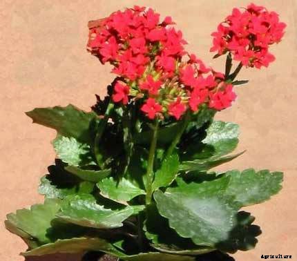 10 Best Flowers to Plant Indoors