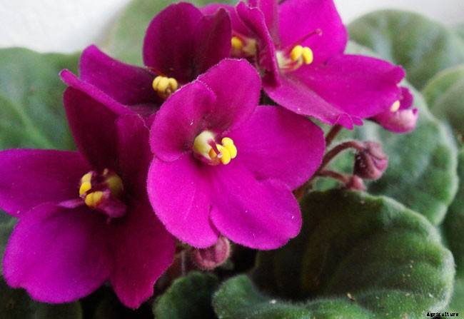 10 Best Flowers to Plant Indoors