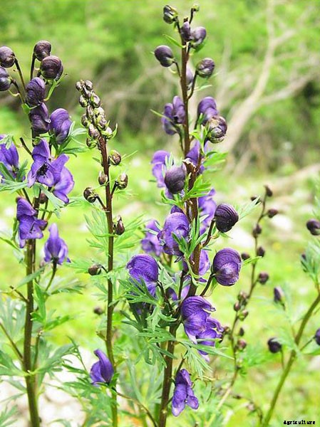 12 Best Perennials for Shady Areas