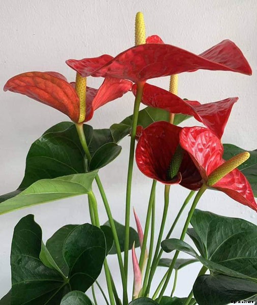 10 Best Flowers to Plant Indoors