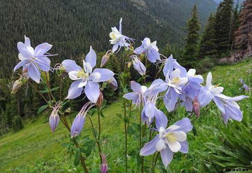 12 Best Perennials for Shady Areas