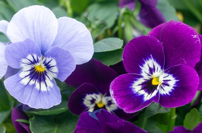 12 Best Perennials for Shady Areas