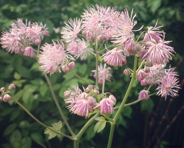 12 Best Perennials for Shady Areas