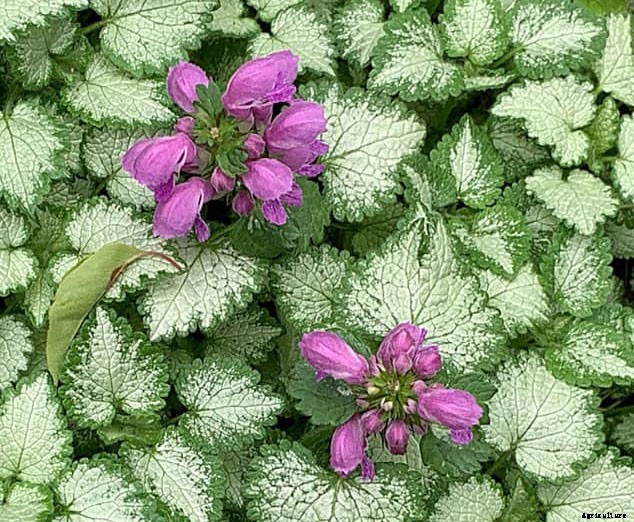 12 Best Perennials for Shady Areas