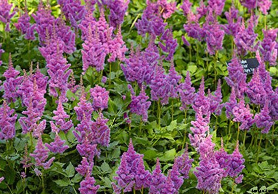12 Best Perennials for Shady Areas