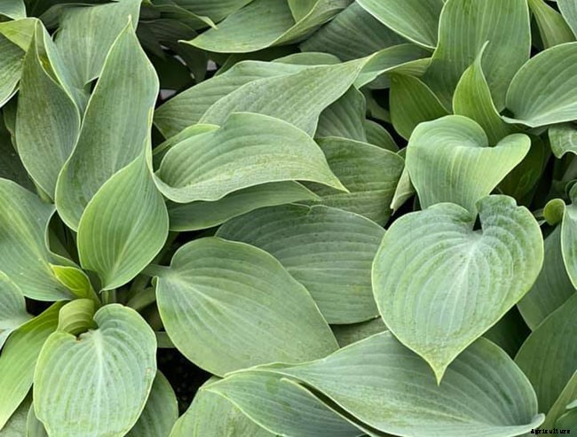 12 Best Perennials for Shady Areas