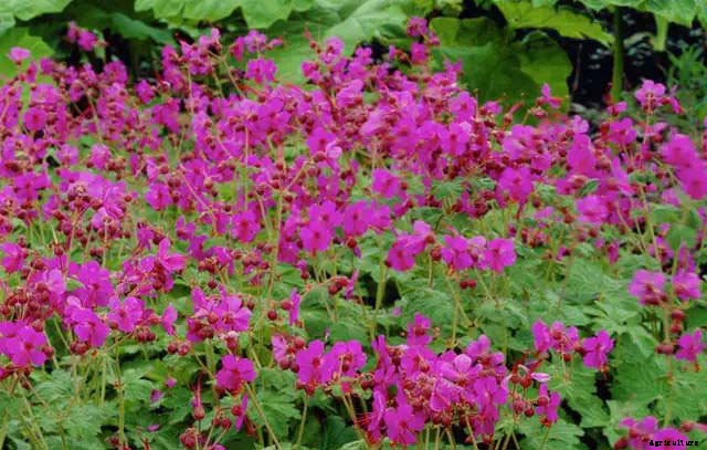 12 Best Perennials for Shady Areas