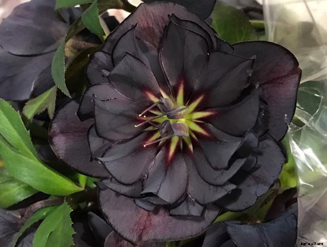 12 Best Perennials for Shady Areas