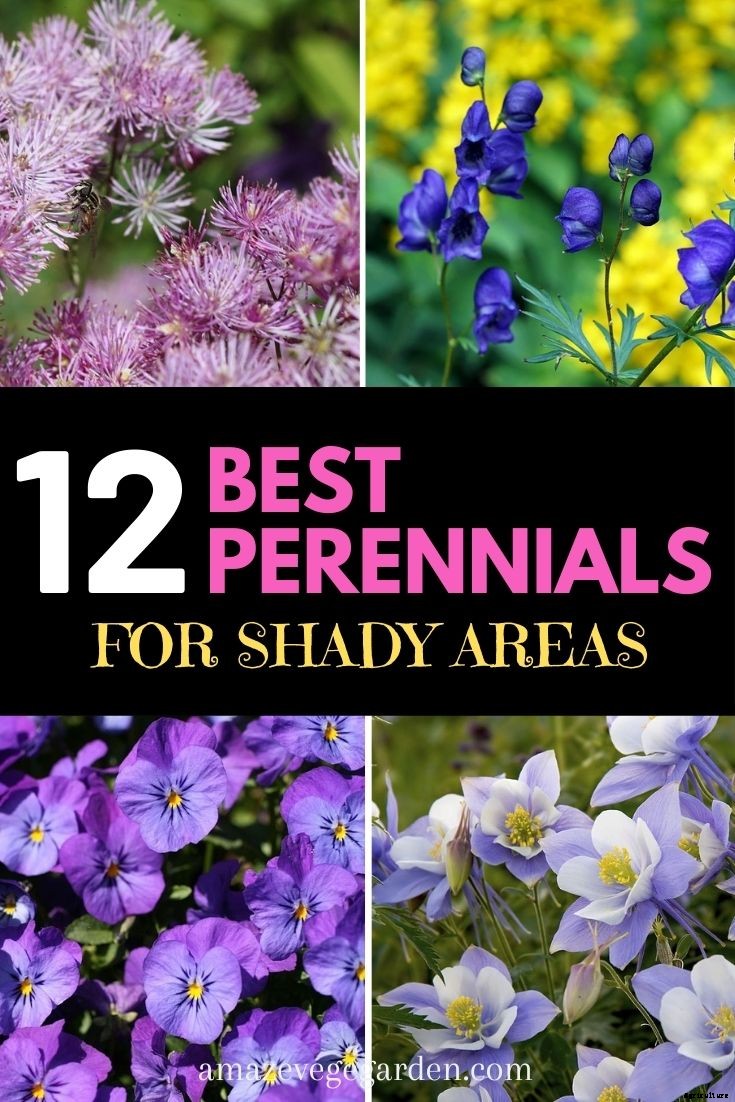 12 Best Perennials for Shady Areas