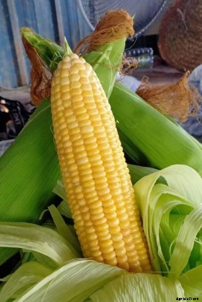 13 Vegetables That Grow In Full Sun