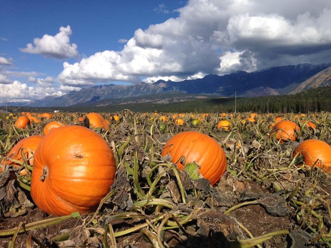 13 Vegetables That Grow In Full Sun