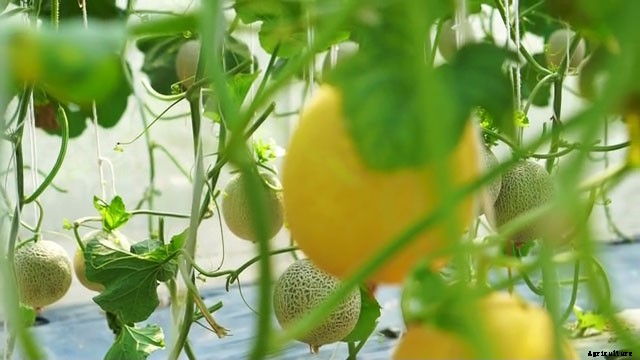 13 Vegetables That Grow In Full Sun