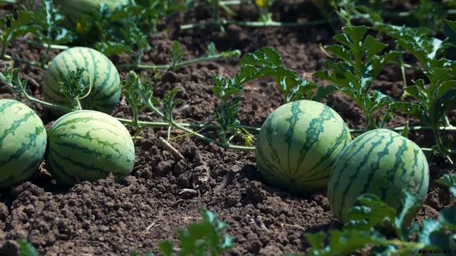13 Vegetables That Grow In Full Sun