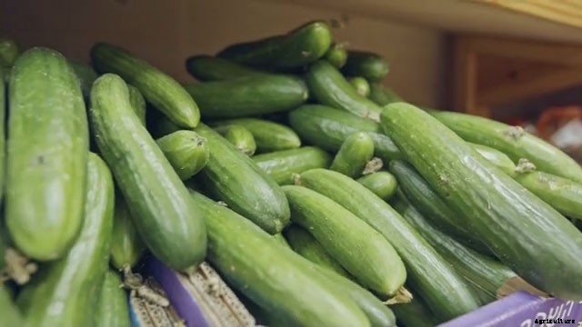 13 Vegetables That Grow In Full Sun