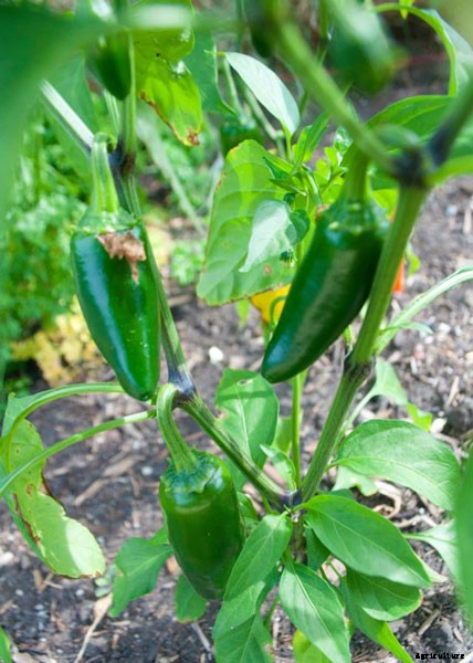 13 Vegetables That Grow In Full Sun