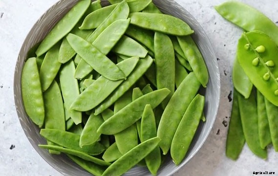 13 Vegetables That Grow In Full Sun