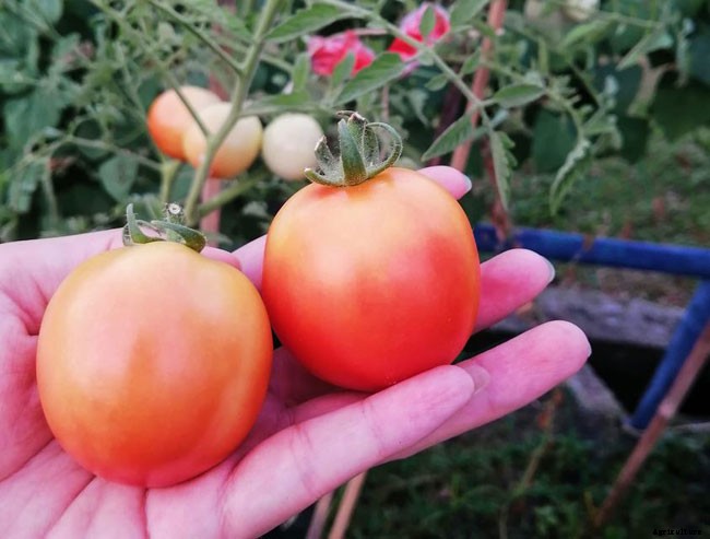 13 Vegetables That Grow In Full Sun