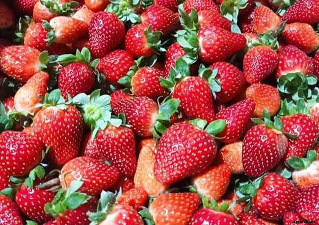 13 Vegetables That Grow In Full Sun