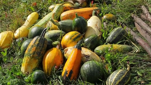 13 Vegetables That Grow In Full Sun