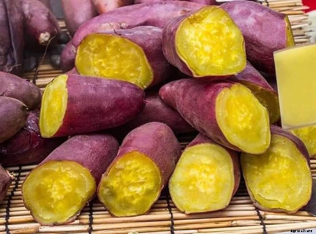 13 Vegetables That Grow In Full Sun