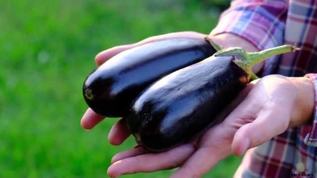13 Vegetables That Grow In Full Sun