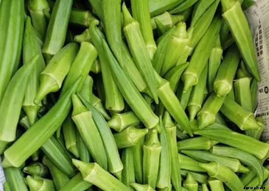 13 Vegetables That Grow In Full Sun