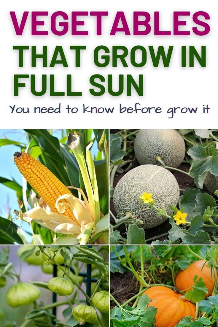 13 Vegetables That Grow In Full Sun