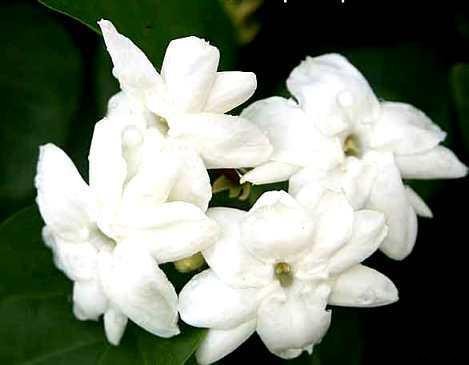 Knowing What Flower are Hawaiian Leis Made of?