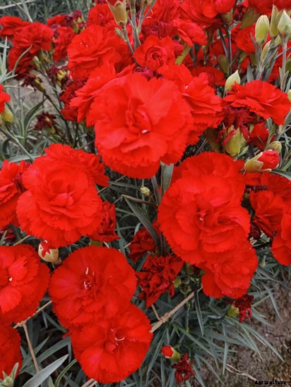 Knowing What Flower are Hawaiian Leis Made of?