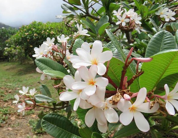 Knowing What Flower are Hawaiian Leis Made of?