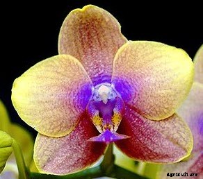 Knowing What Flower are Hawaiian Leis Made of?