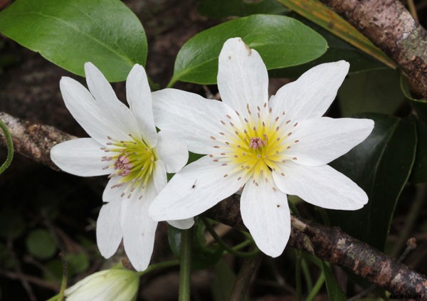 Knowing What Flower are Hawaiian Leis Made of?