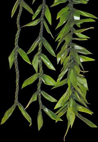 Knowing What Flower are Hawaiian Leis Made of?