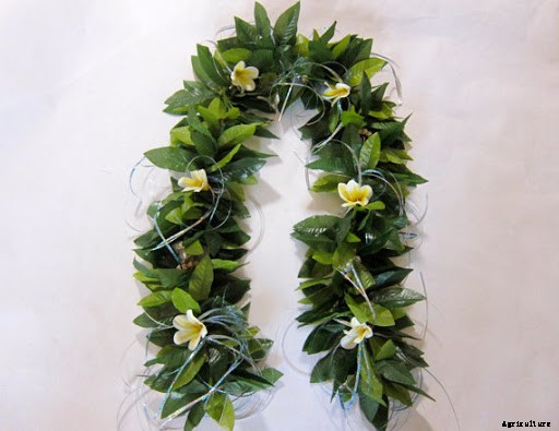 Knowing What Flower are Hawaiian Leis Made of?