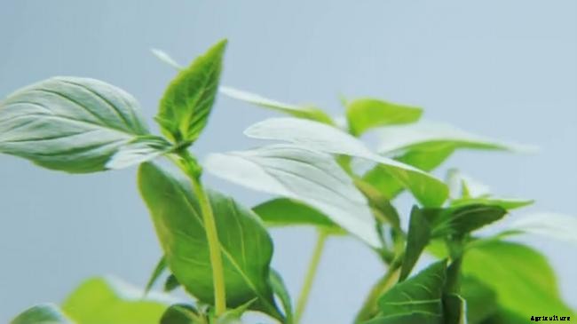 When and How to Harvest Basil in Your Garden?