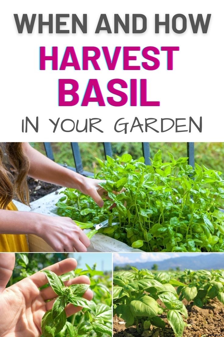 When and How to Harvest Basil in Your Garden?