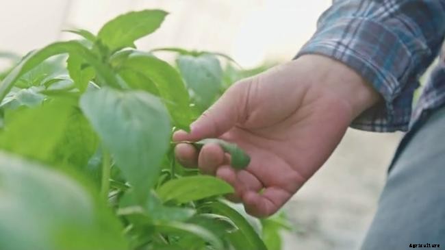 When and How to Harvest Basil in Your Garden?