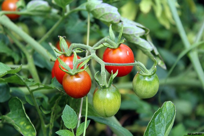 Ripening Tomatoes in Different Ways