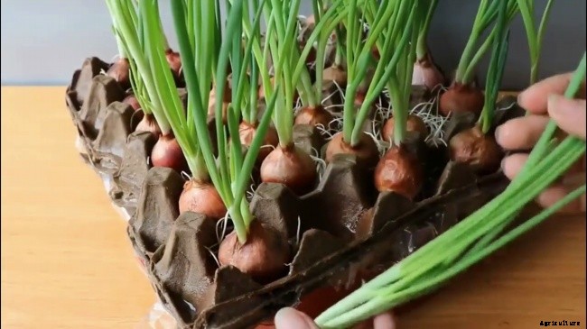 How To Grow Onions Using An Egg Carton