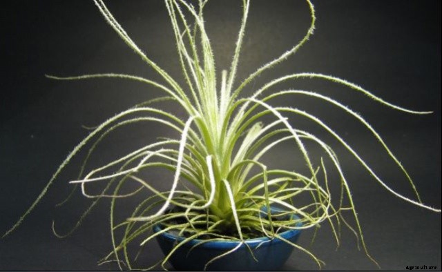 11 Different Types of Bromeliad Plants