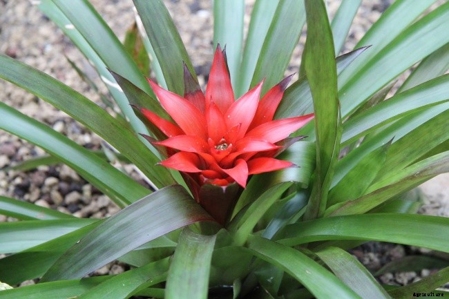11 Different Types of Bromeliad Plants