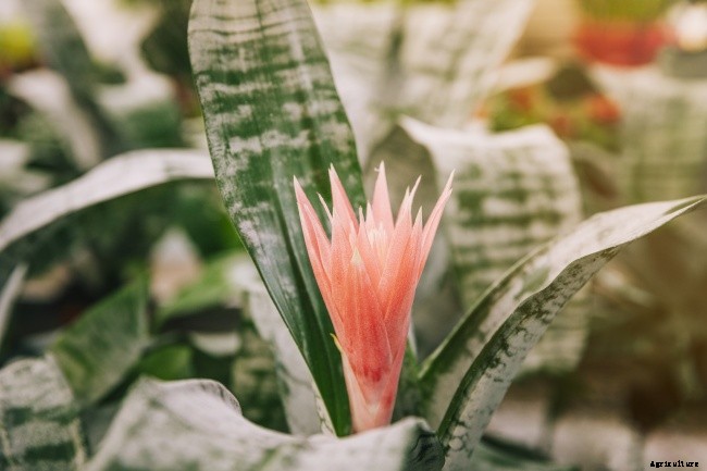 11 Different Types of Bromeliad Plants