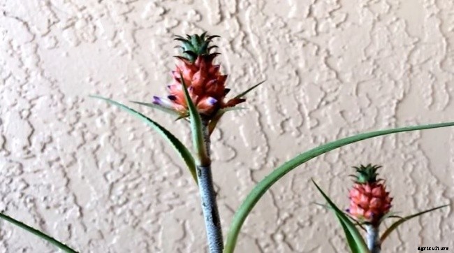 11 Different Types of Bromeliad Plants