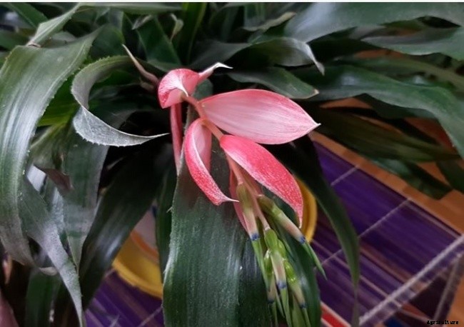 11 Different Types of Bromeliad Plants