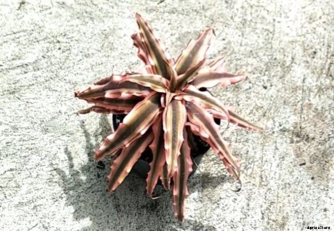 11 Different Types of Bromeliad Plants