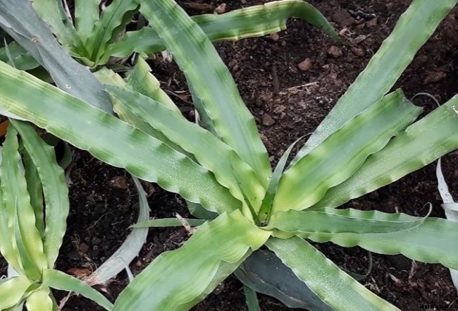 11 Different Types of Bromeliad Plants