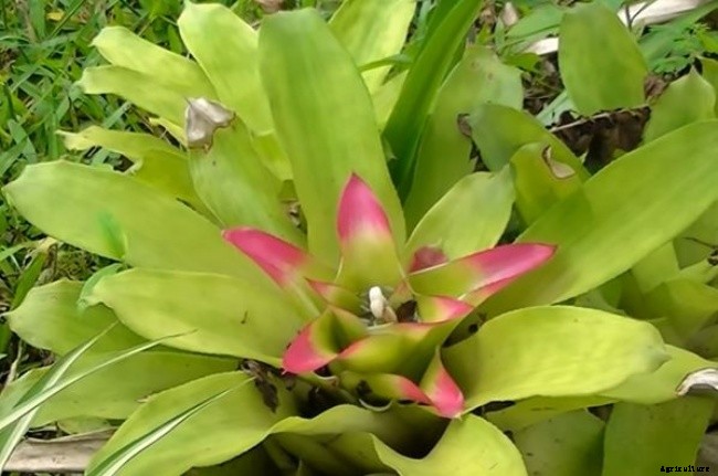 11 Different Types of Bromeliad Plants