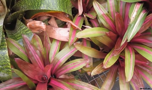 11 Different Types of Bromeliad Plants
