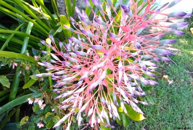 11 Different Types of Bromeliad Plants