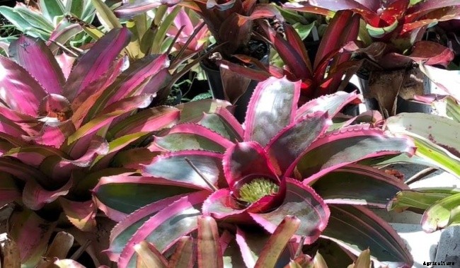 11 Different Types of Bromeliad Plants